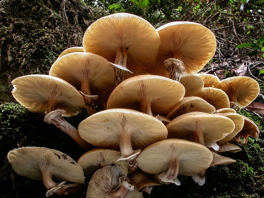 Опенок горчичный Armillaria sinapina