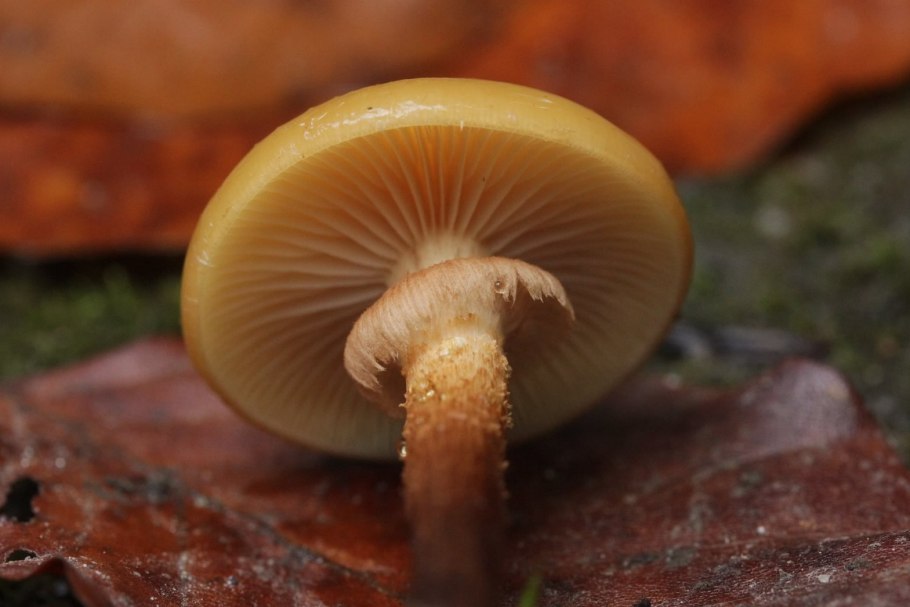 Опята шляпка снизу