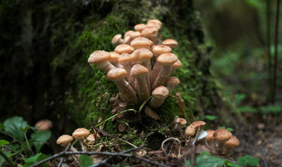Опенок темный Armillaria ostoyae