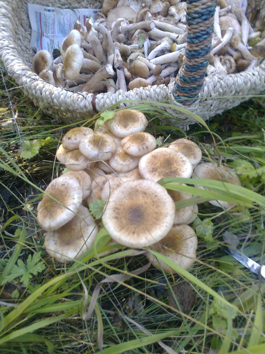 Грибы опята в самарской области