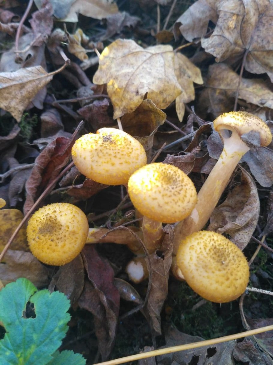 Опята пластинчатые