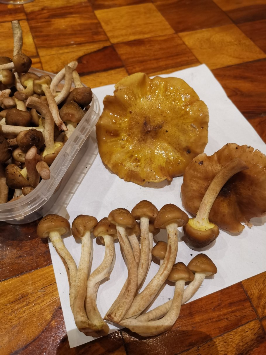 Осенний опенок юбочка