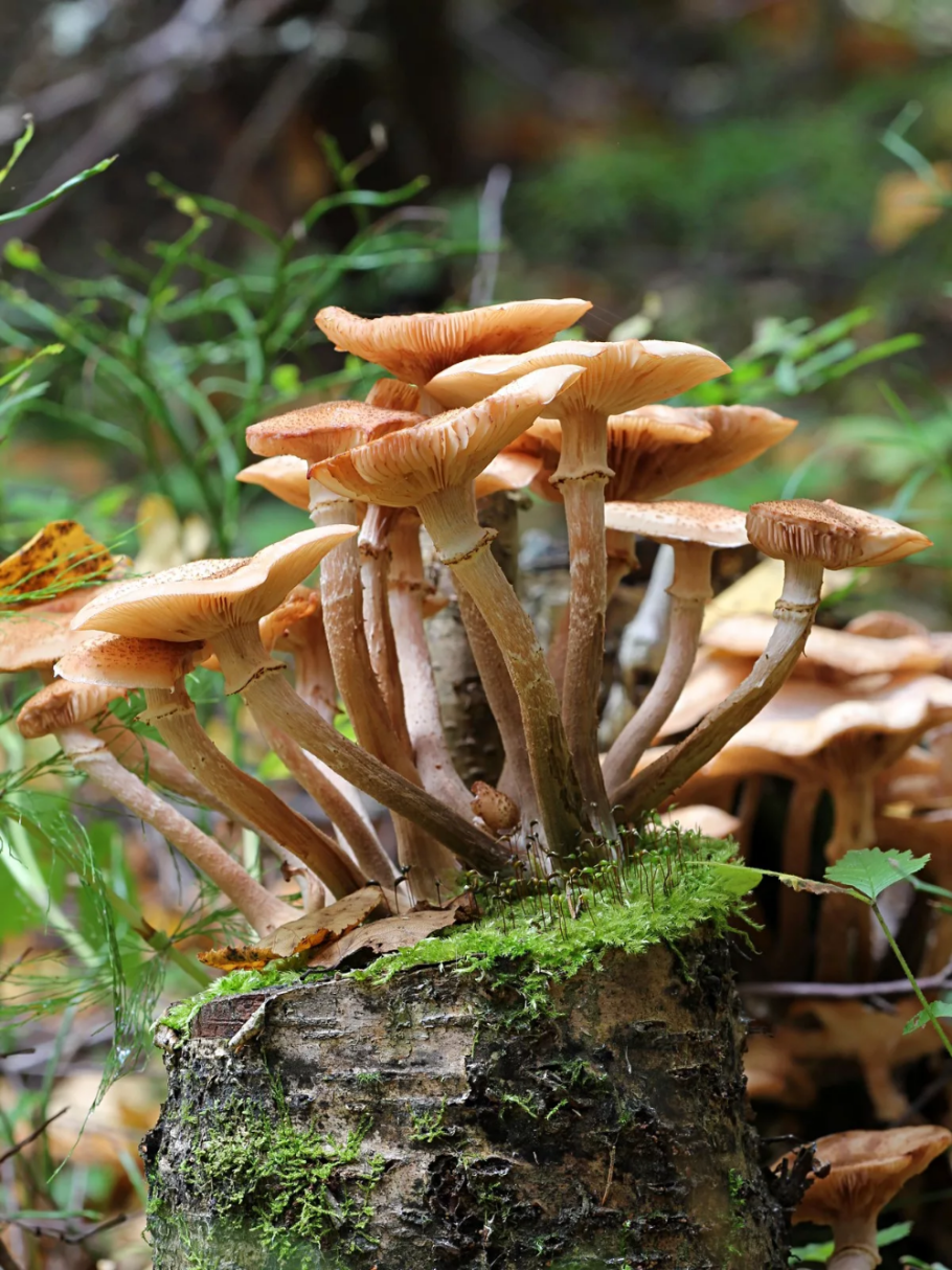 3. Armillaria mellea – опенок осенний