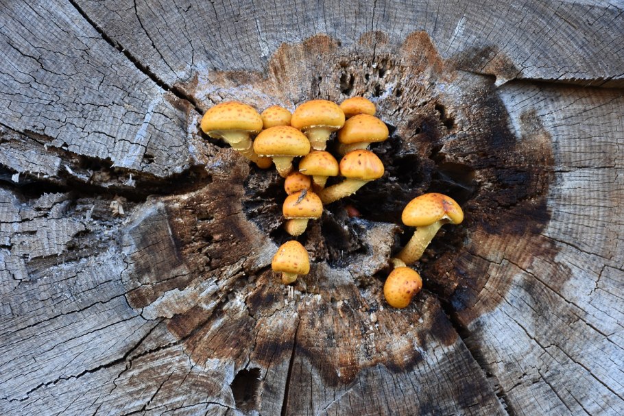 Опенок осенний темный