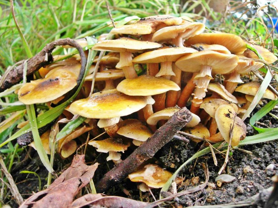 Армиллярия (Armillaria ostoyae)