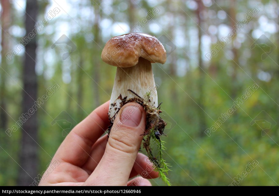 Гриб оба ок в руках