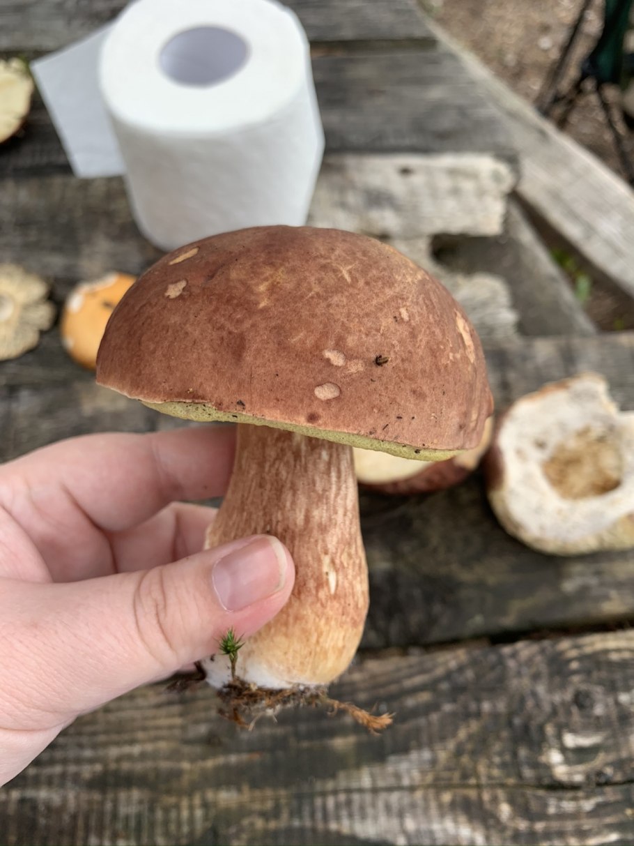 Белый гриб маленький