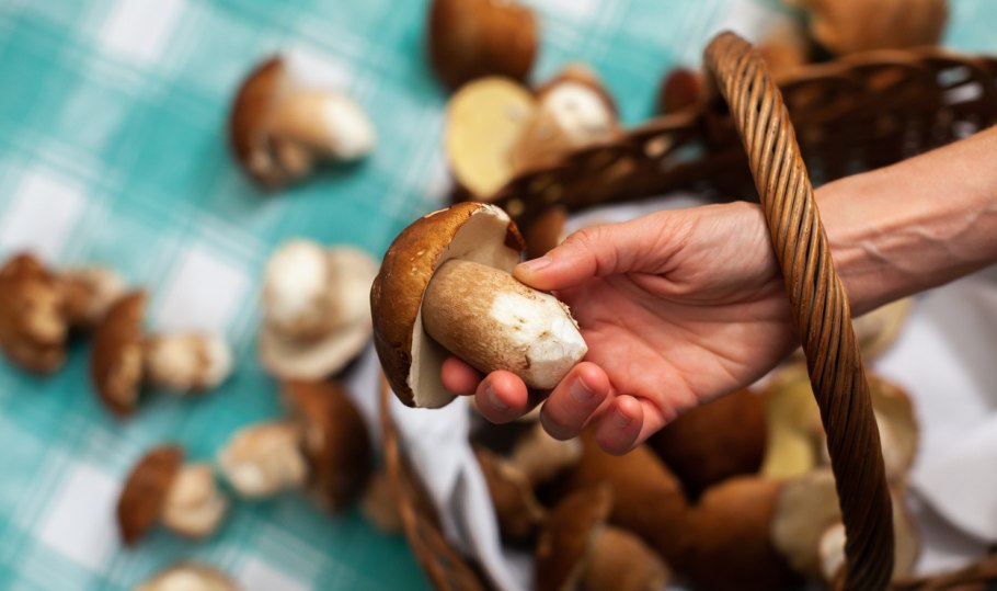 Все о грибах шиитаке, запах, цвет, как правильно готовить