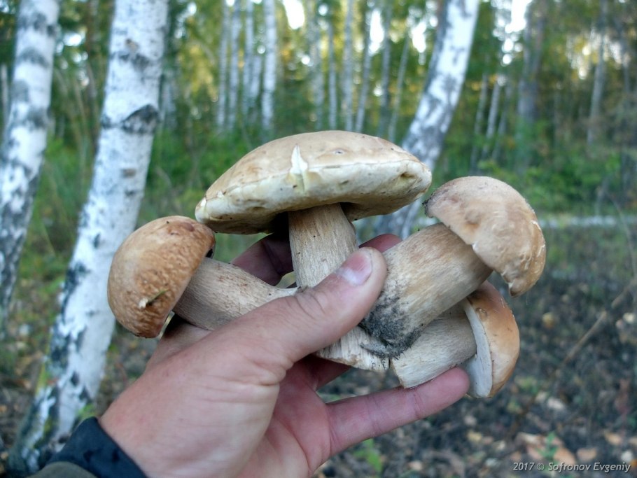 Опята подберезовик