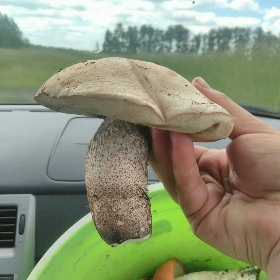 Белый гриб мы набрались