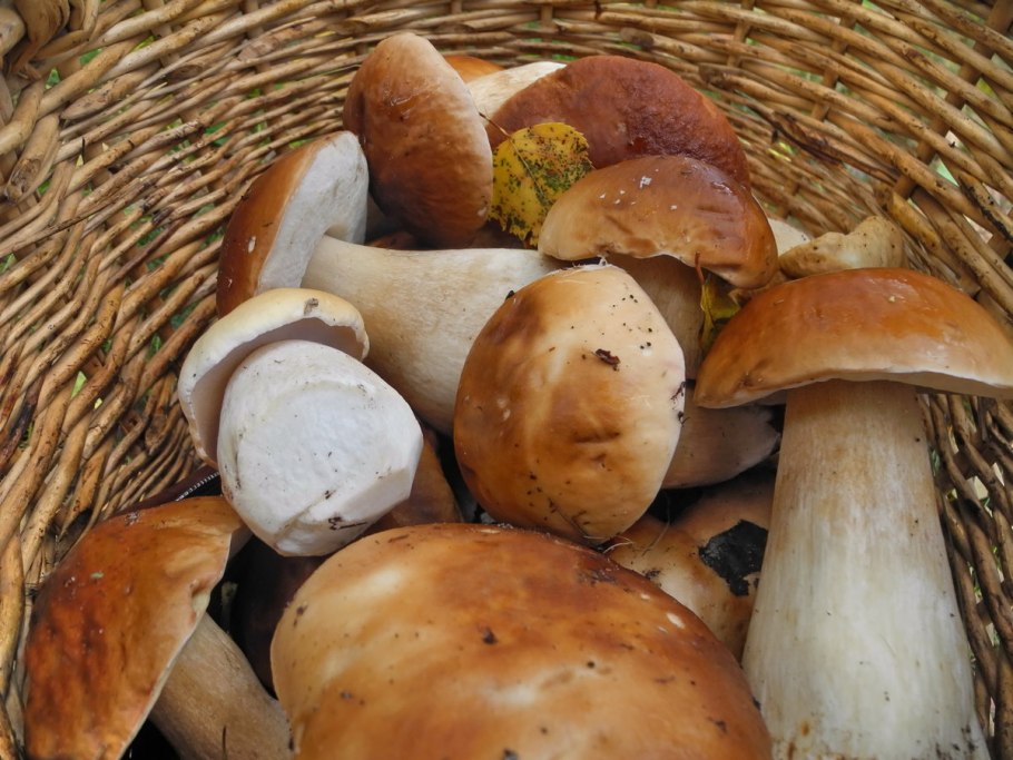 Корзинка белых грибов