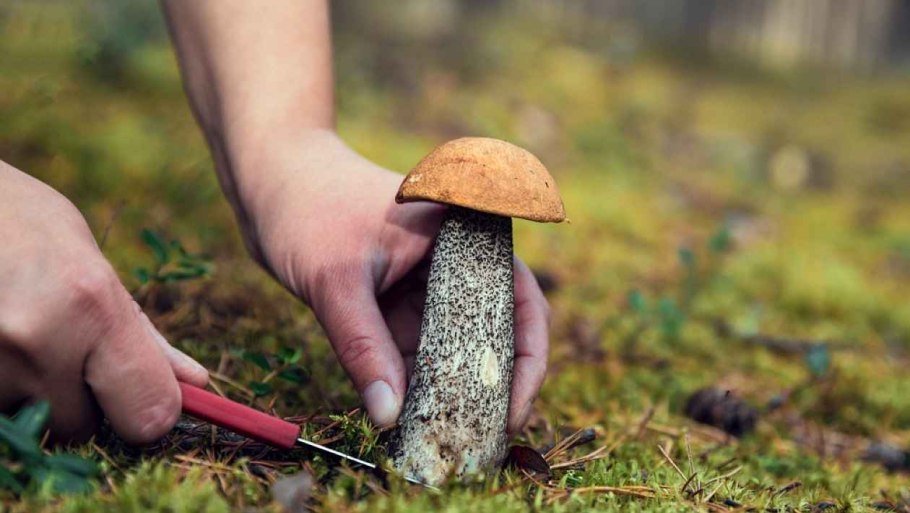 Грибник в лесу с ножом