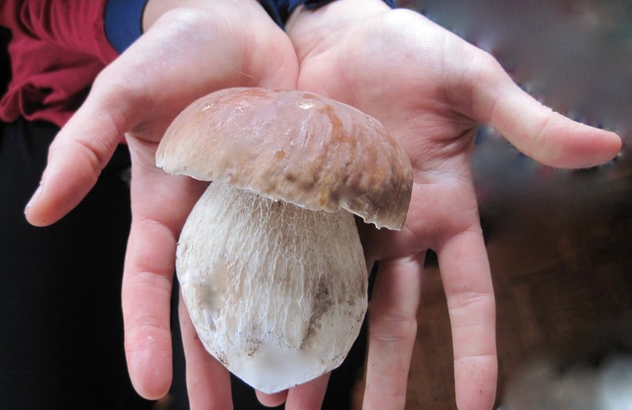 Грибы белый гриб в руках