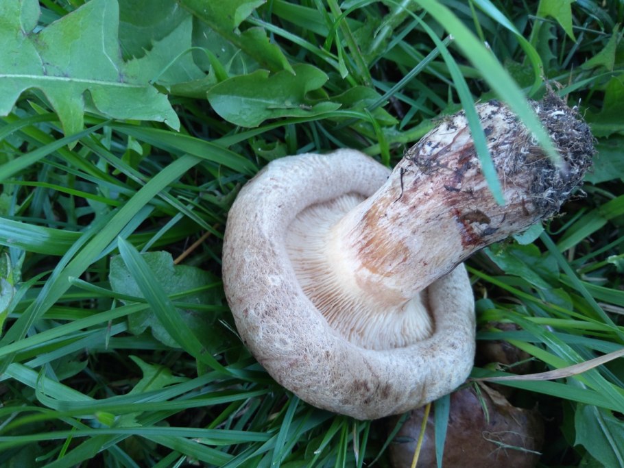 Свинушка Ольховая