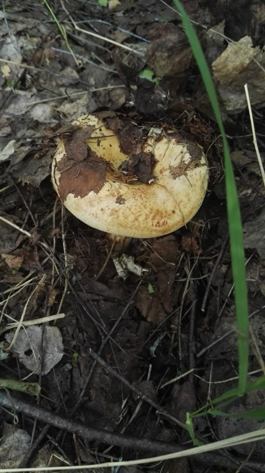 Свинушка тонкая шляпка