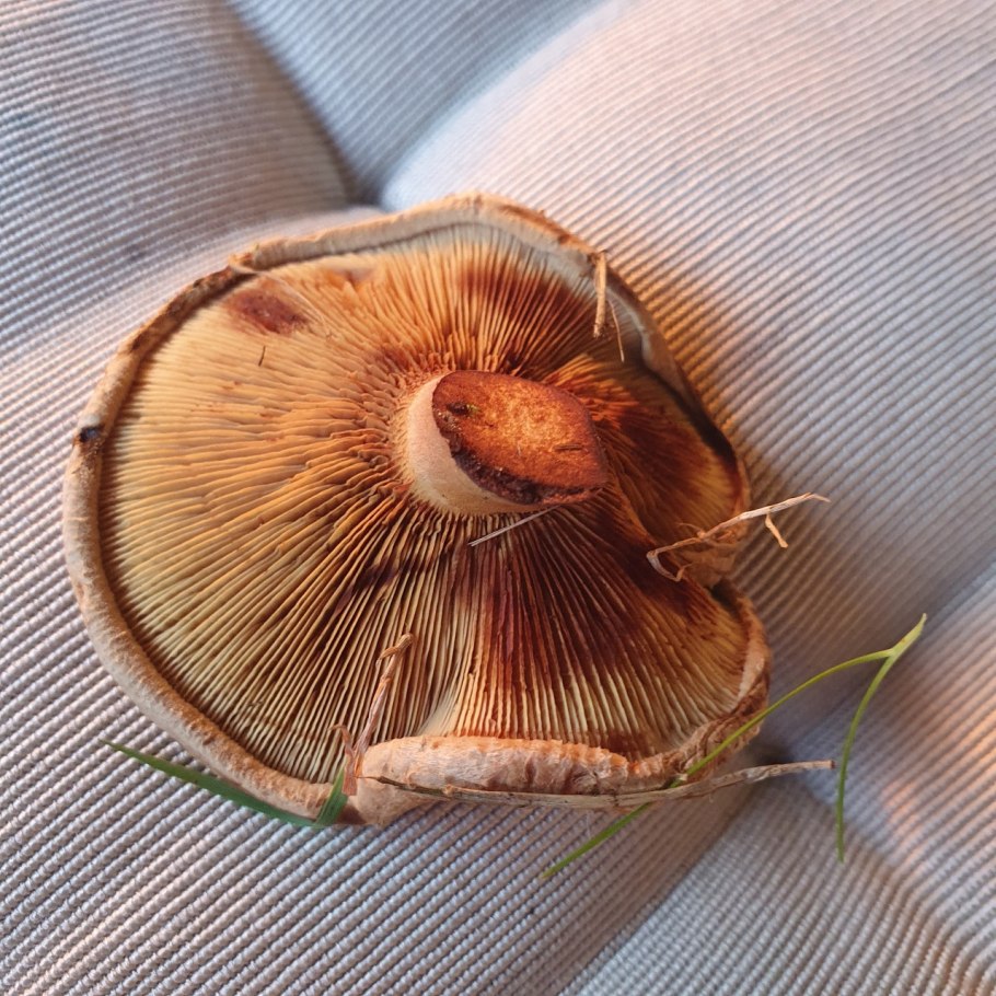 Гриб свинушка тонкая