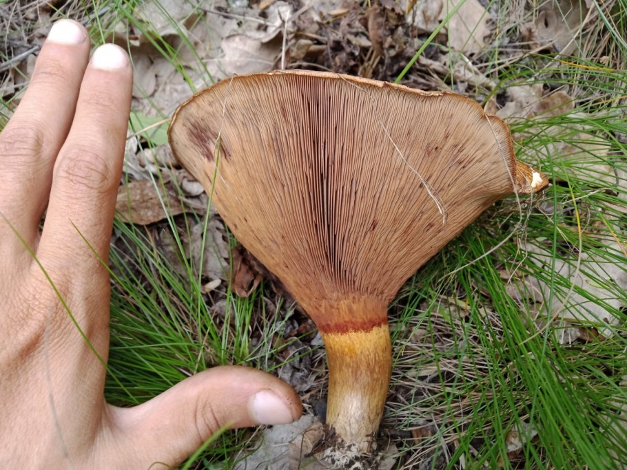 Свинушка уховидная