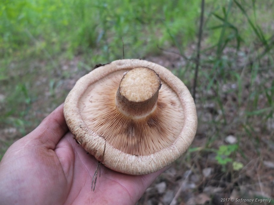 Свинушка гриб съедобный