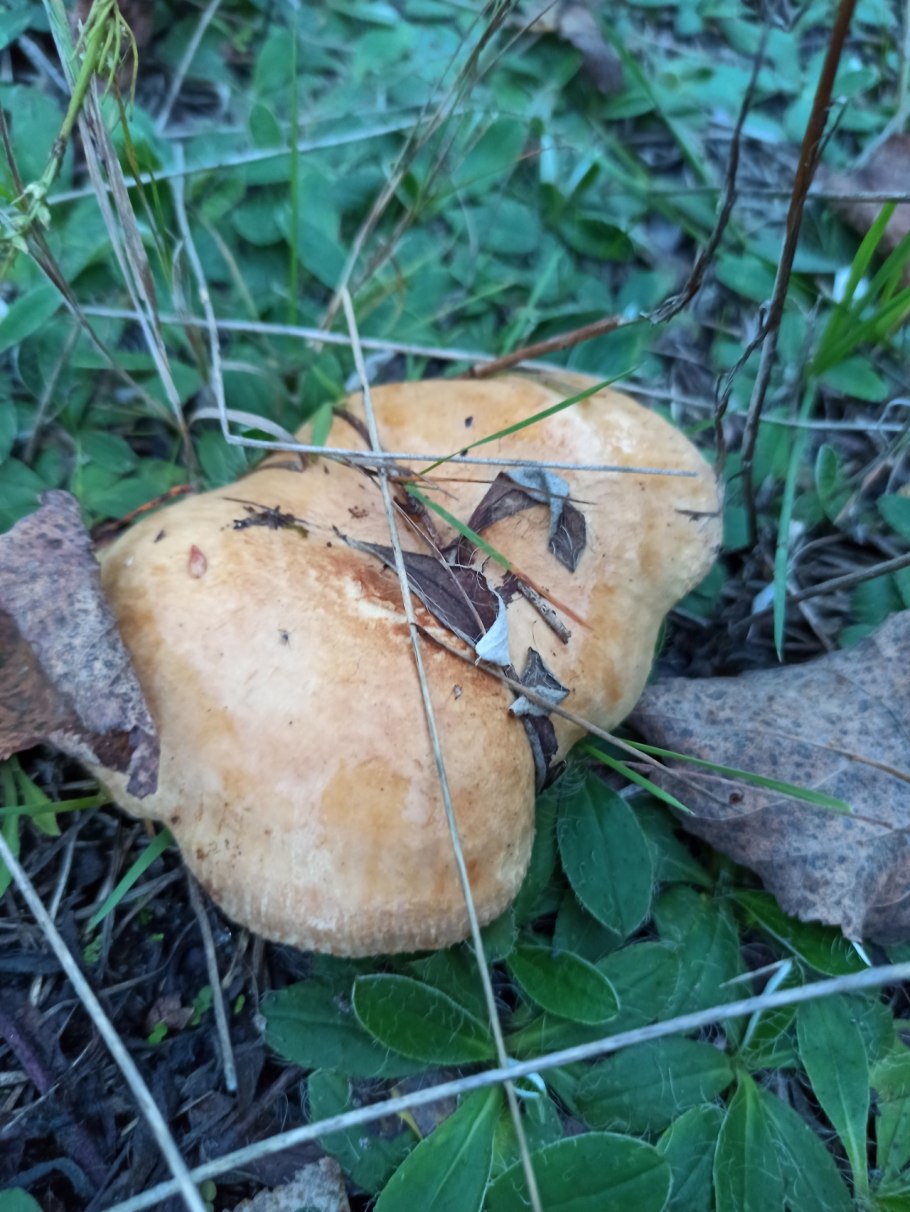 Ложные свинушки грибы