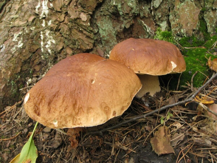 Свинушка тонкая