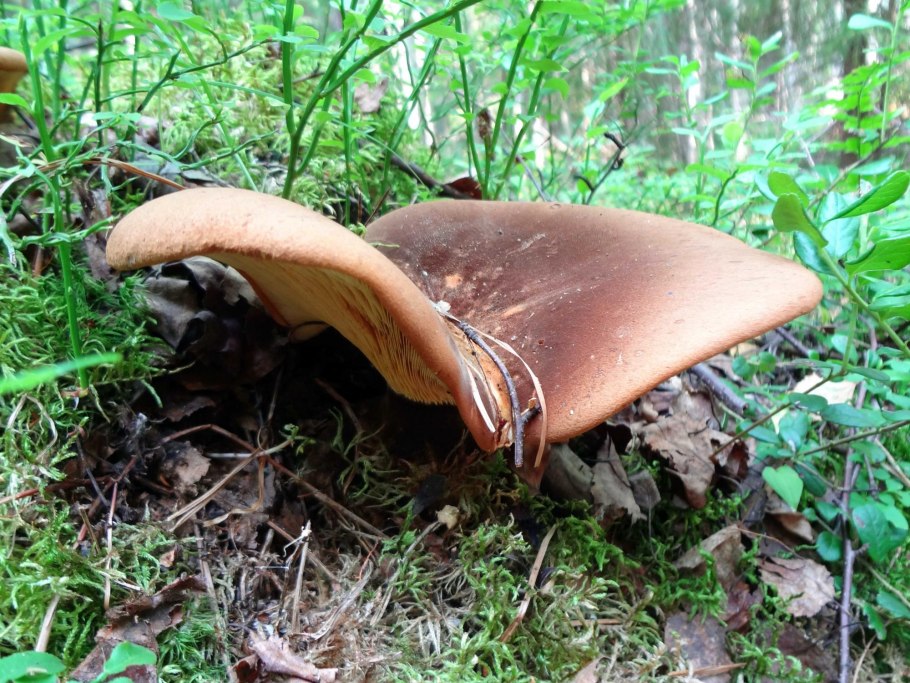 Гриб свинушка тонкая