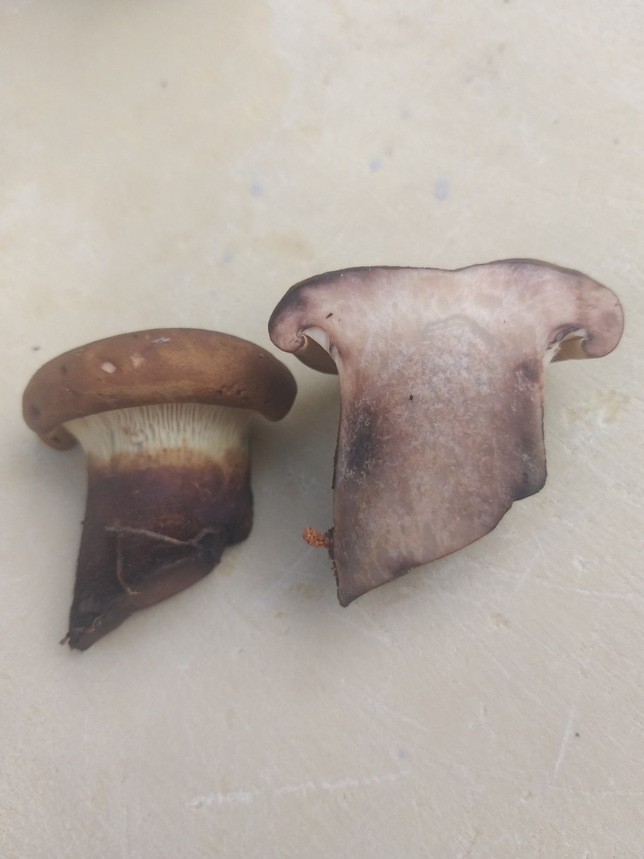 Свинушки чернушки грибы