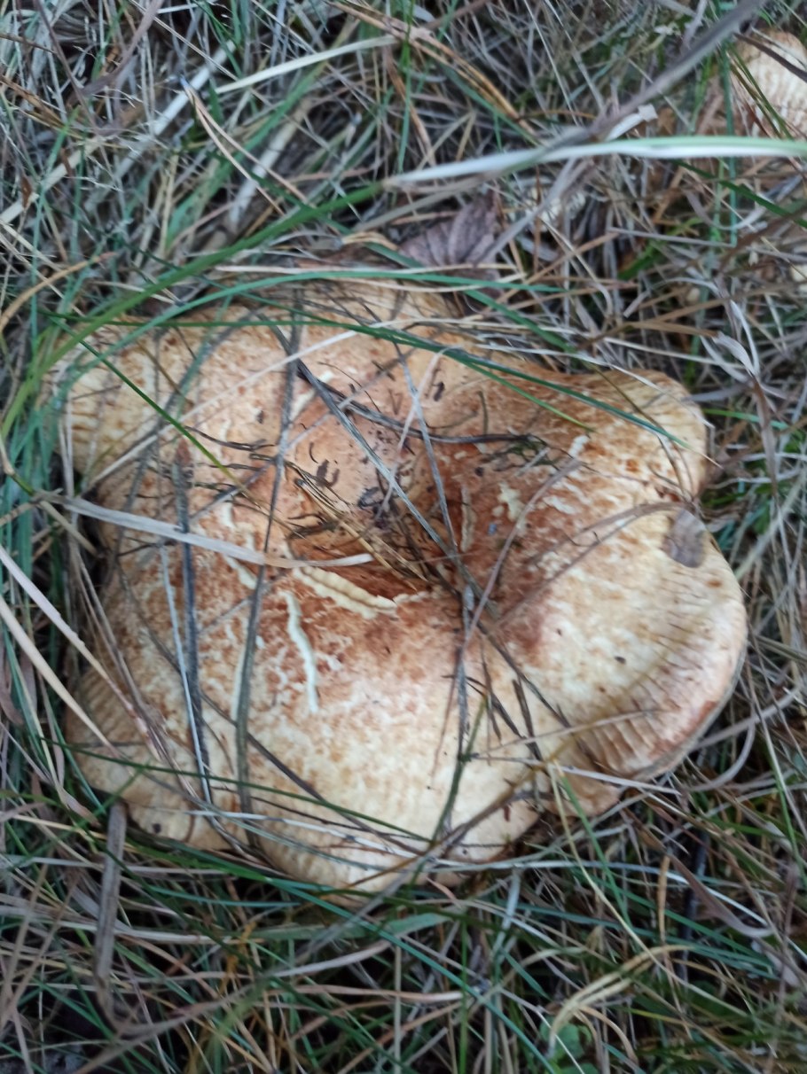 Свинушка гриб