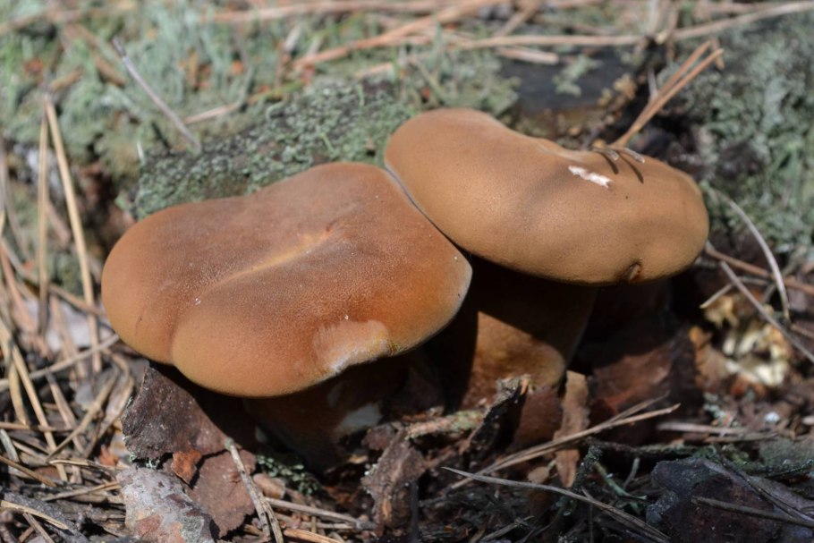 Гриб свинушка ольховая