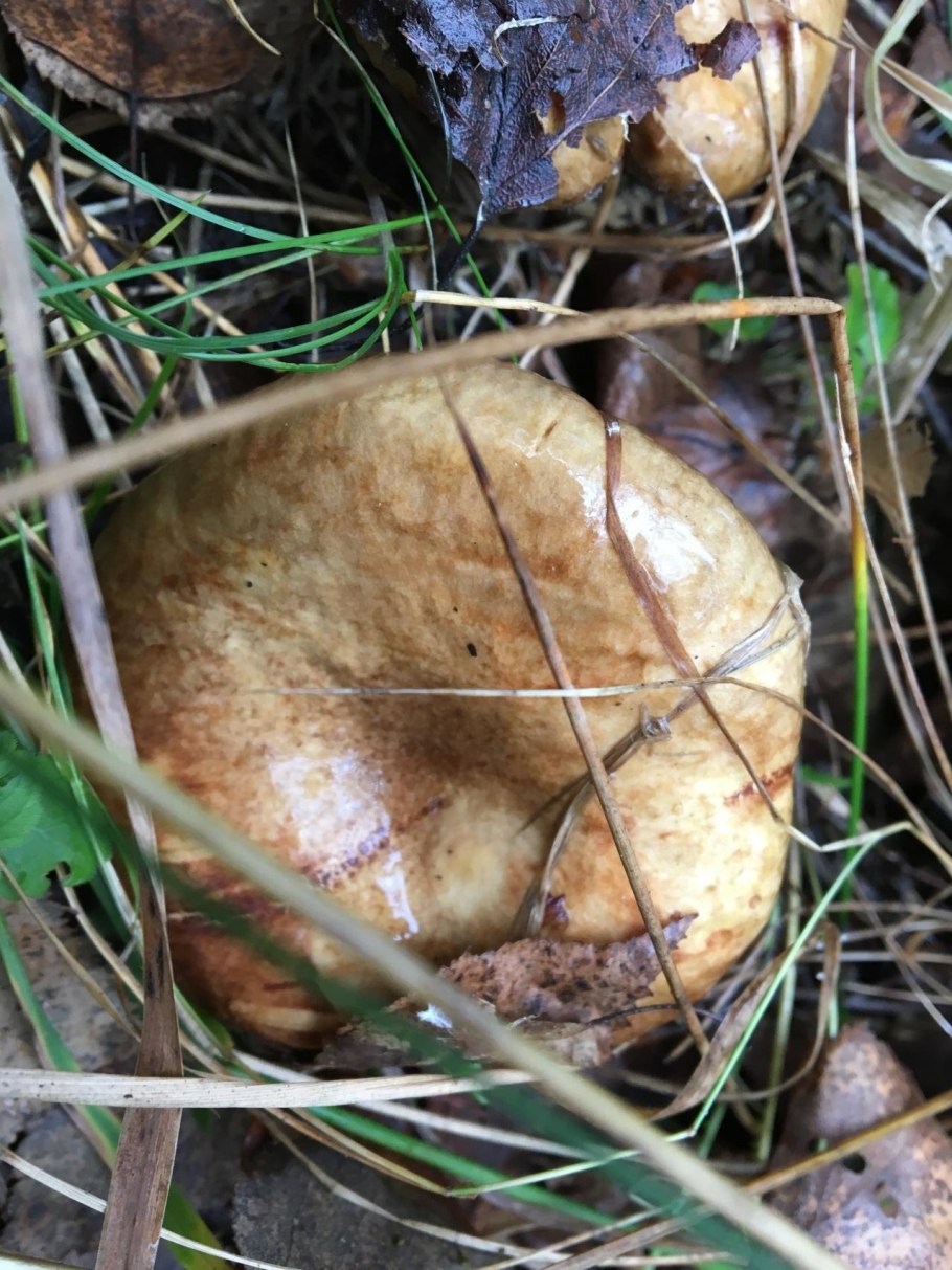 Свинушки грибы съедобные