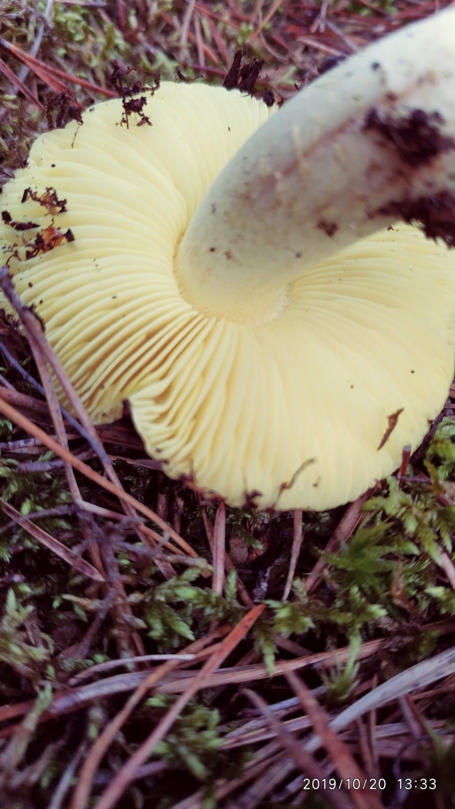 Зеленушка гриб