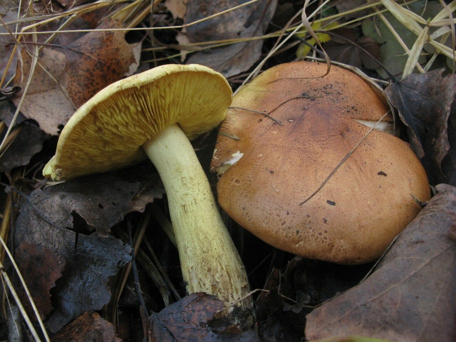 Рядовка Осиновая Tricholoma frondosae