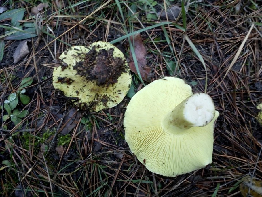 Гриб зеленуха желтопузая