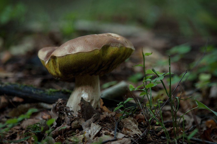 Похожи на зеленушки только коричневые грибы