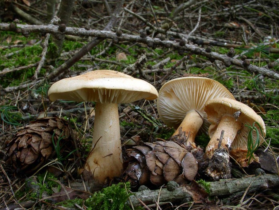 Tricholoma pseudonictitans