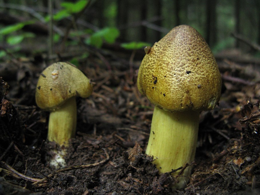 Зеленушка (Tricholoma equestre)
