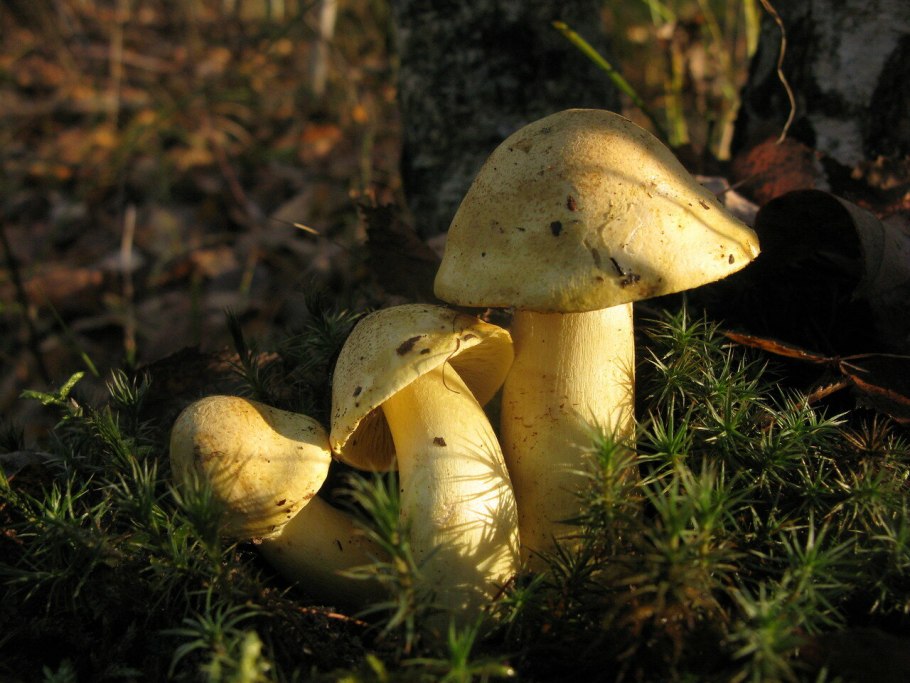 Гриб зеленушка Осиновая