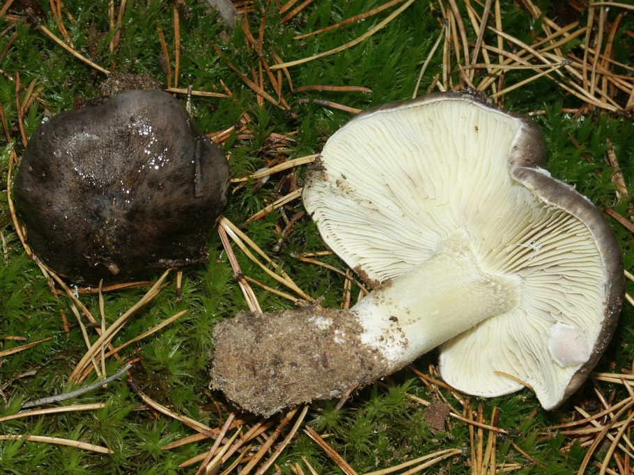 Tricholoma frondosae