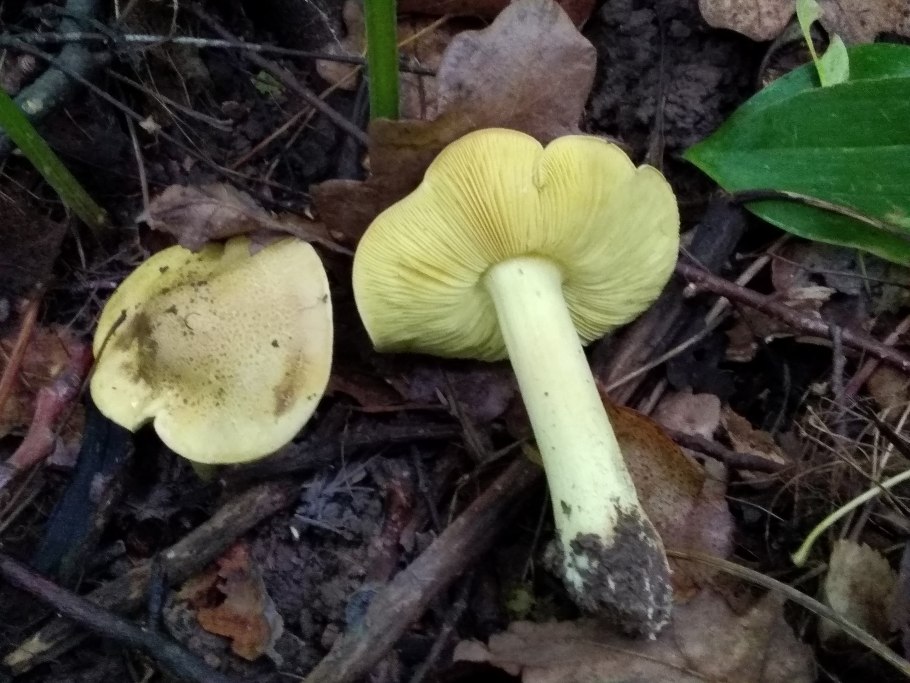 Зеленушка (Tricholoma equestre)