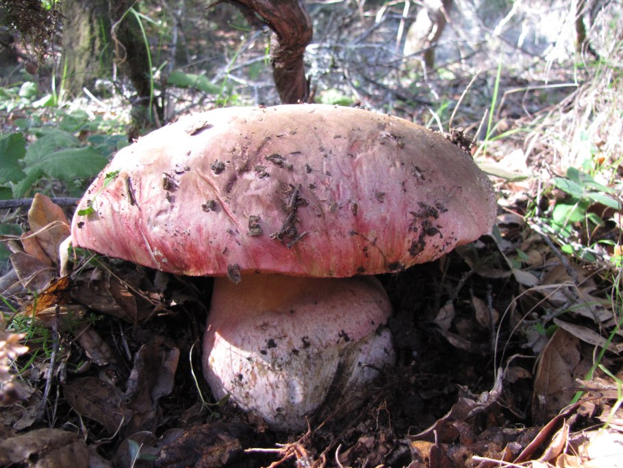 Боровик Волчий (Rubroboletus Lupinus)