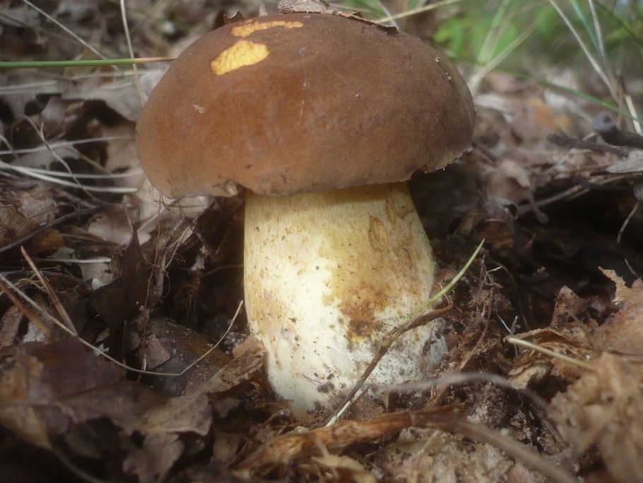 Butyriboletus subappendiculatus