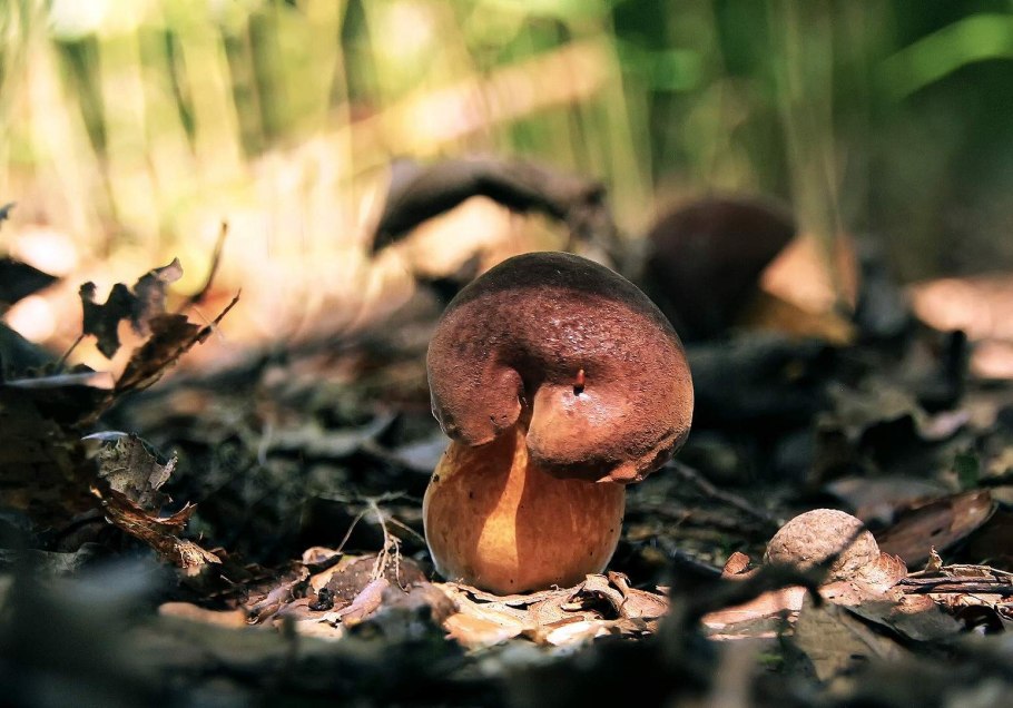 Болетус синеющий