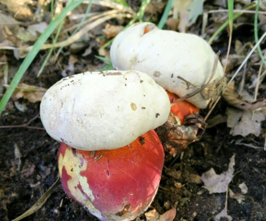 Дубовик оливково-бурый