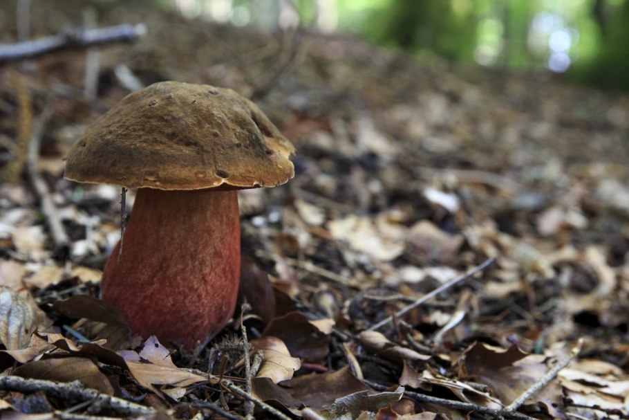 Боровик Царский гриб