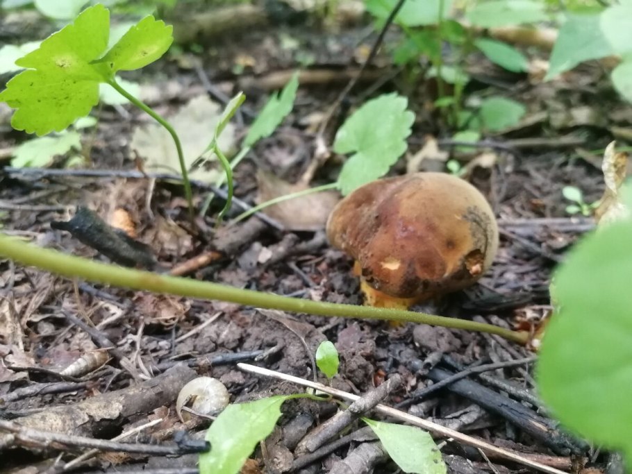 Boletus luridus Дубовик обыкновенный