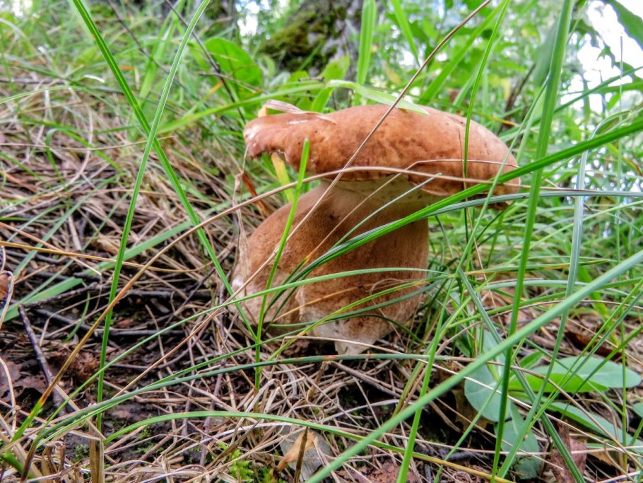 Настоящий белый гриб