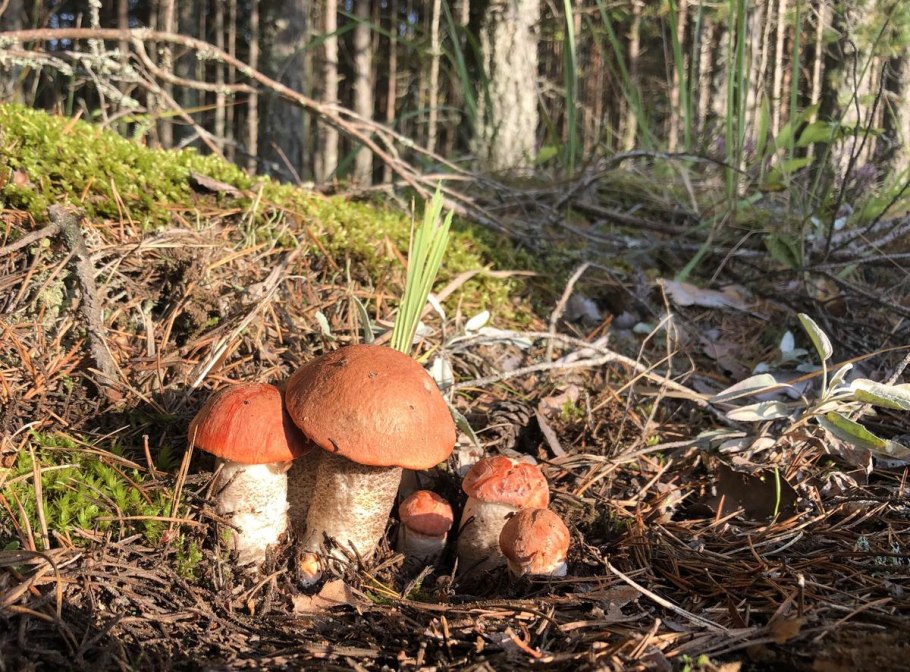 Саратовская обл грибы боровики