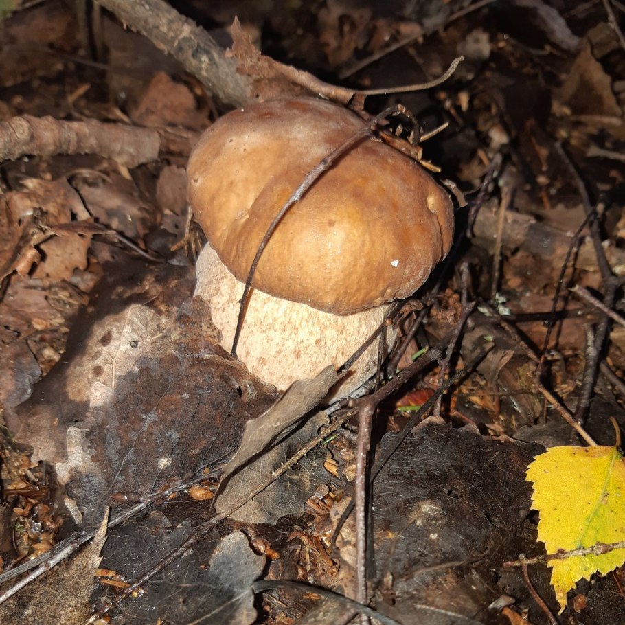 Феодосья Колосятница