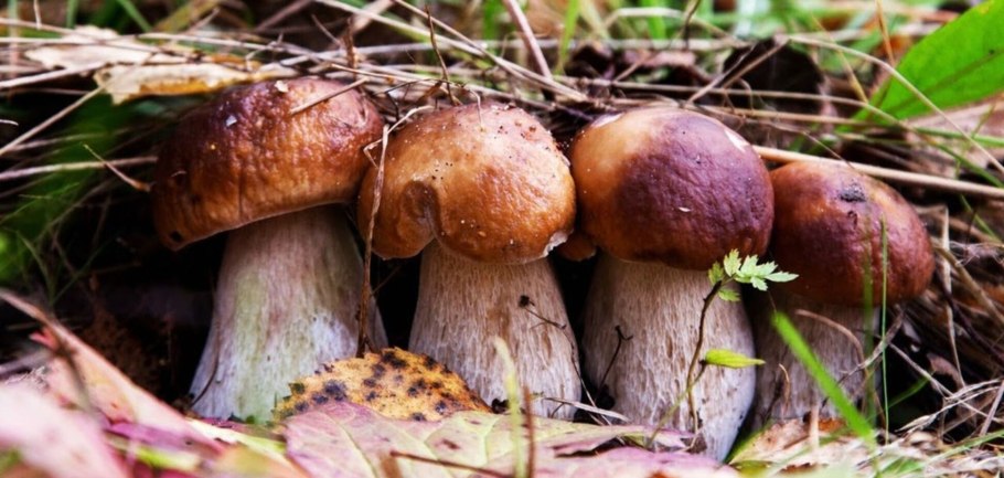 Гриб боровик