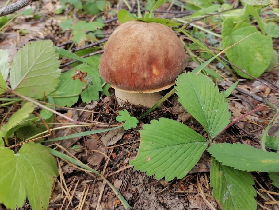 Боровик цветок фото