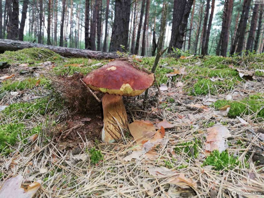 Грибы в Сергиево Посадском районе боровики и белые